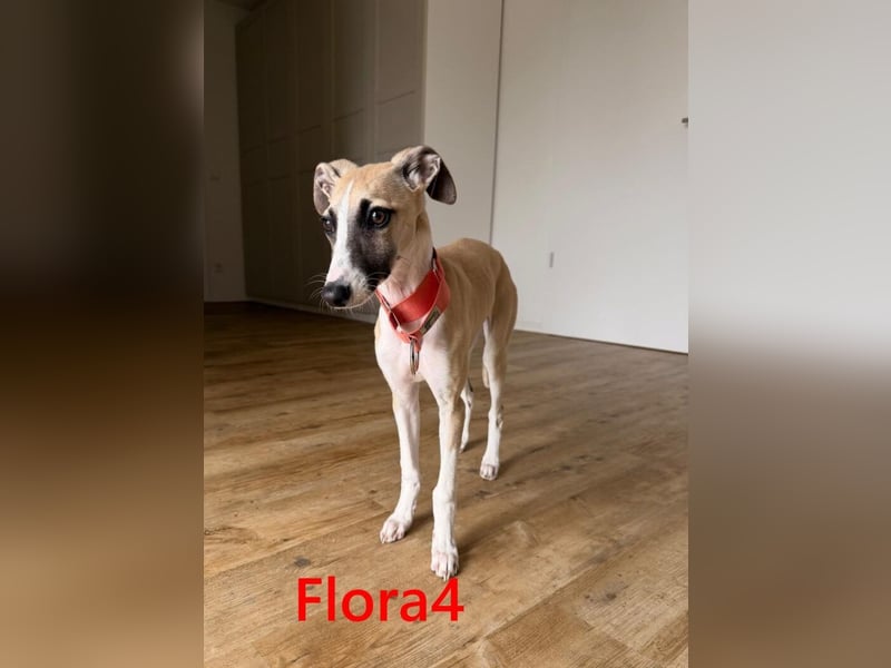 Flora4 geb. 11/2025 (in Deutschland) - wunderschöne, unkomplizierte Junghündin!