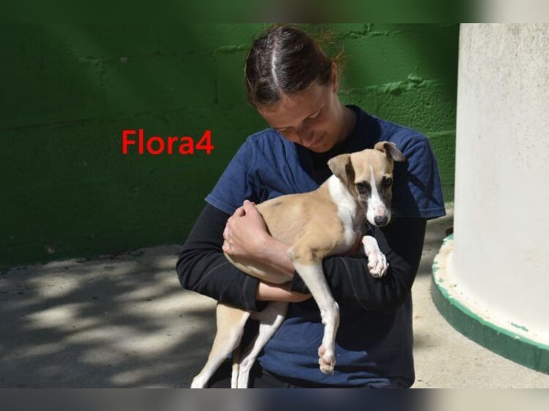 Flora4 geb. 11/2025 (in Deutschland) - wunderschöne, unkomplizierte Junghündin!