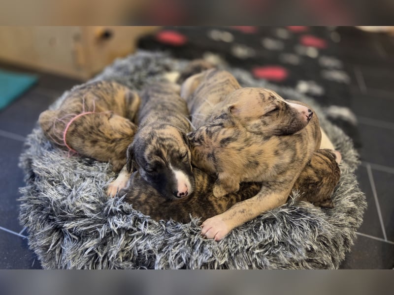 Whippet Welpen aus liebevoller Hobby-Zucht