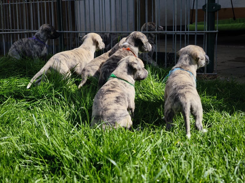 Whippet Welpen aus liebevoller Hobby-Zucht