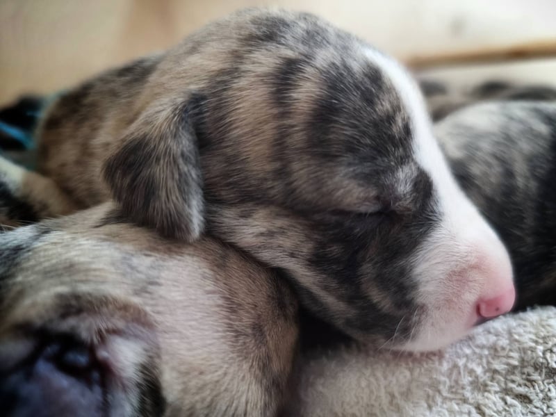 Whippet Welpen aus liebevoller Hobby-Zucht