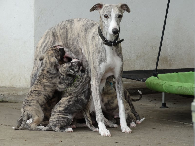 Whippet Welpen aus liebevoller Hobby-Zucht