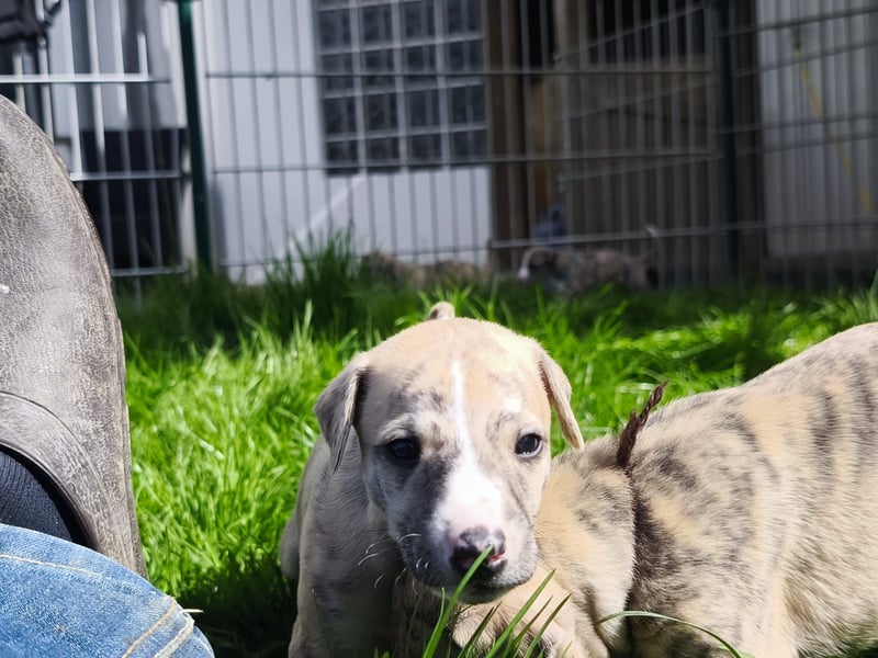 Whippet Welpen aus liebevoller Hobby-Zucht
