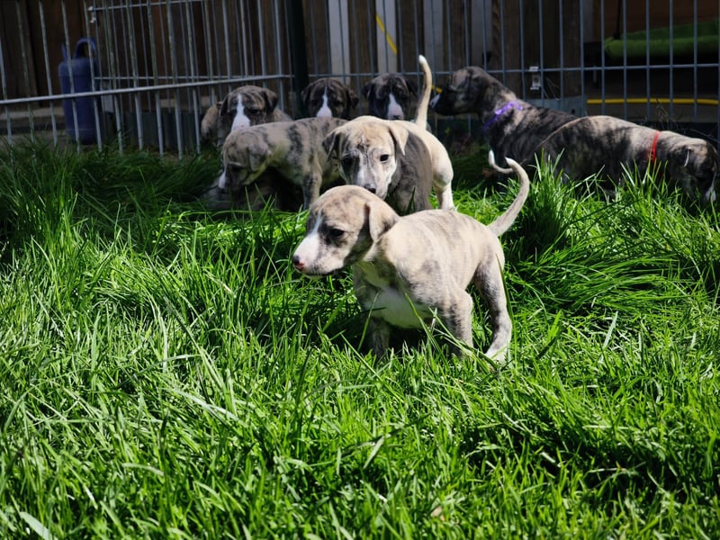 Whippet Welpen aus liebevoller Hobby-Zucht