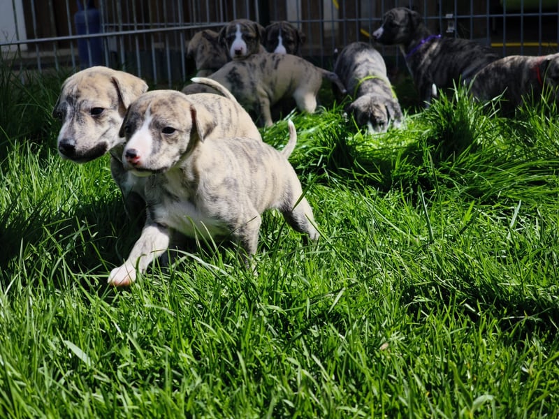 Whippet Welpen aus liebevoller Hobby-Zucht
