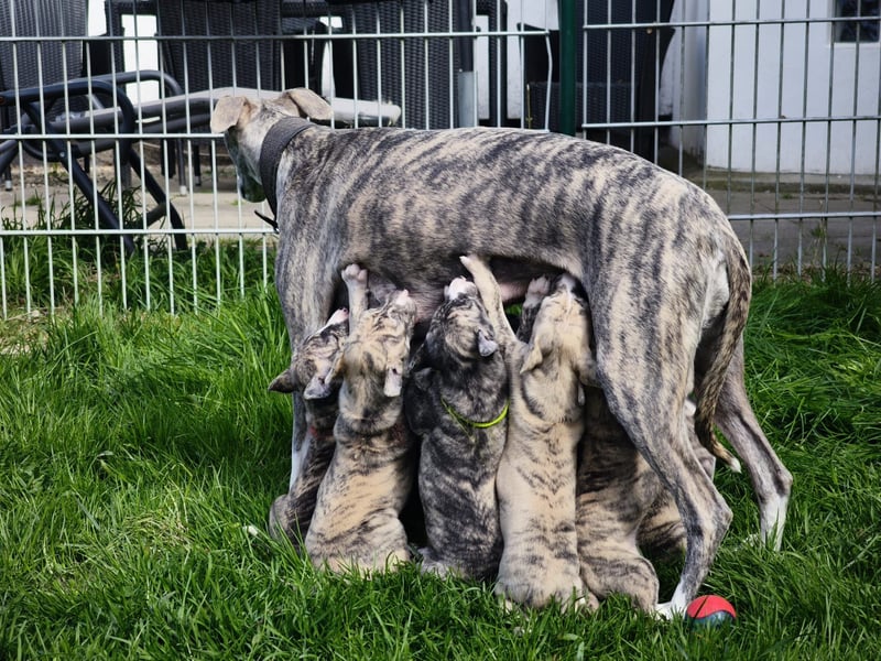 Whippet Welpen aus liebevoller Hobby-Zucht