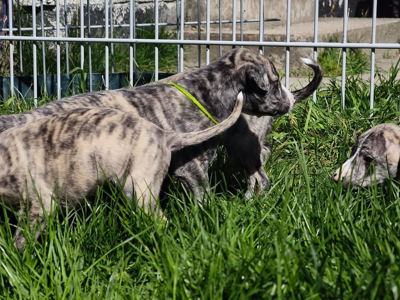 Whippet Welpen aus liebevoller Hobby-Zucht