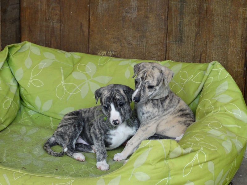 Whippet Welpen aus liebevoller Hobby-Zucht