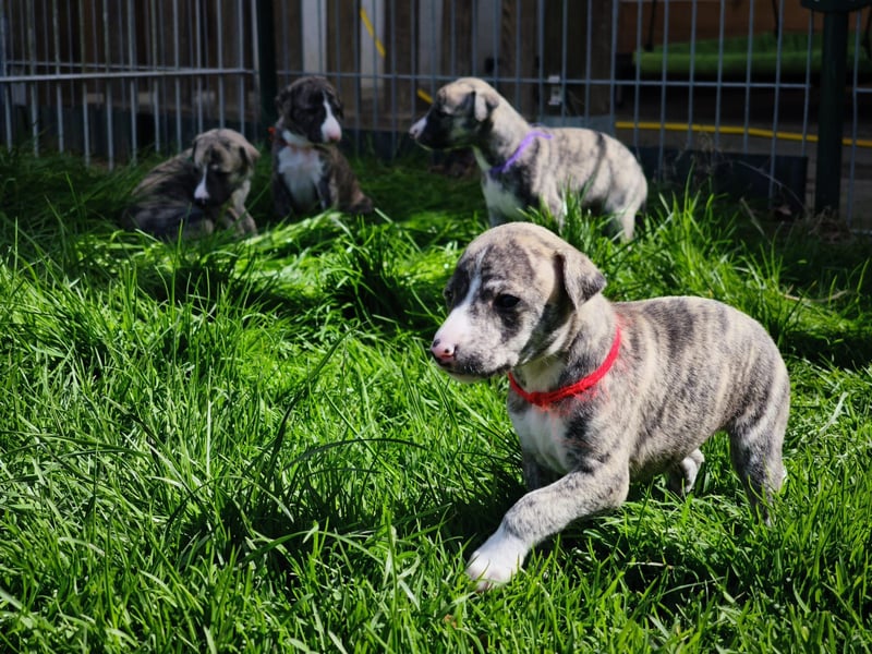 Whippet Welpen aus liebevoller Hobby-Zucht