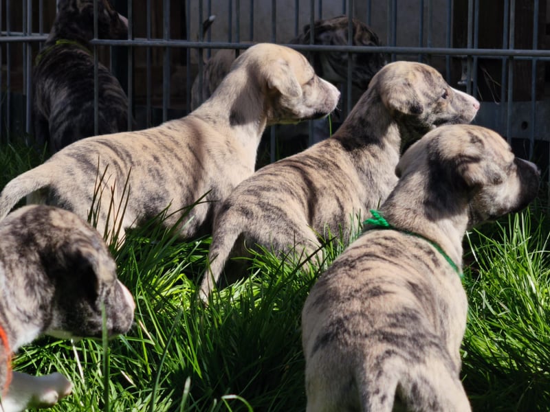 Whippet Welpen aus liebevoller Hobby-Zucht