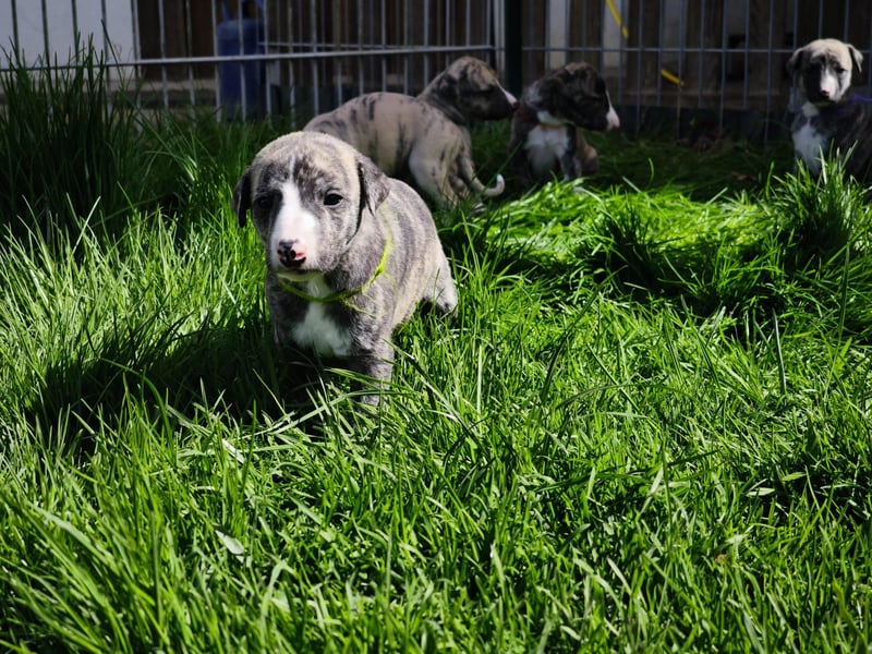 Whippet Welpen aus liebevoller Hobby-Zucht
