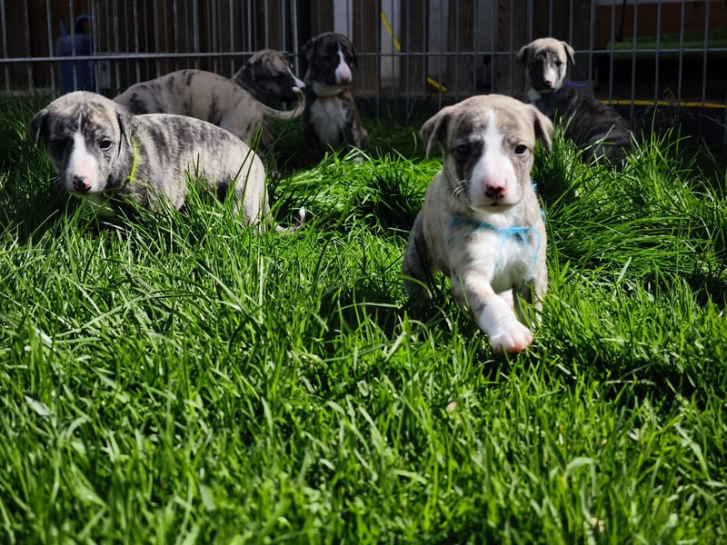 Whippet Welpen aus liebevoller Hobby-Zucht