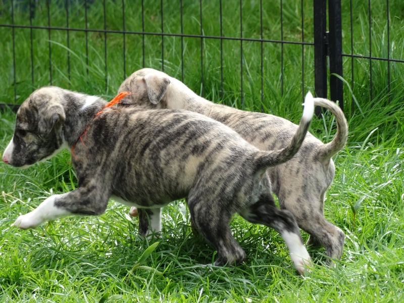 Whippet Welpen aus liebevoller Hobby-Zucht
