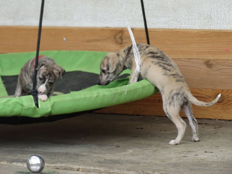 Whippet Welpen aus liebevoller Hobby-Zucht