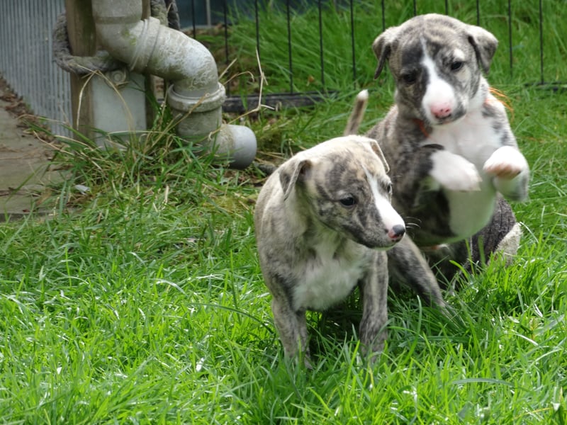 Whippet Welpen aus liebevoller Hobby-Zucht
