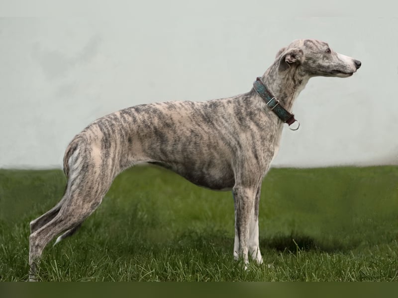 Whippet Welpen aus liebevoller Hobby-Zucht