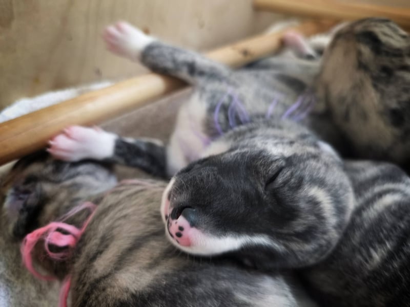 Whippet Welpen aus liebevoller Hobby-Zucht