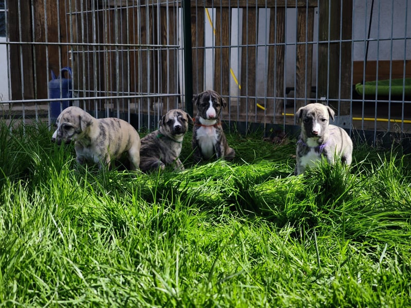 Whippet Welpen aus liebevoller Hobby-Zucht