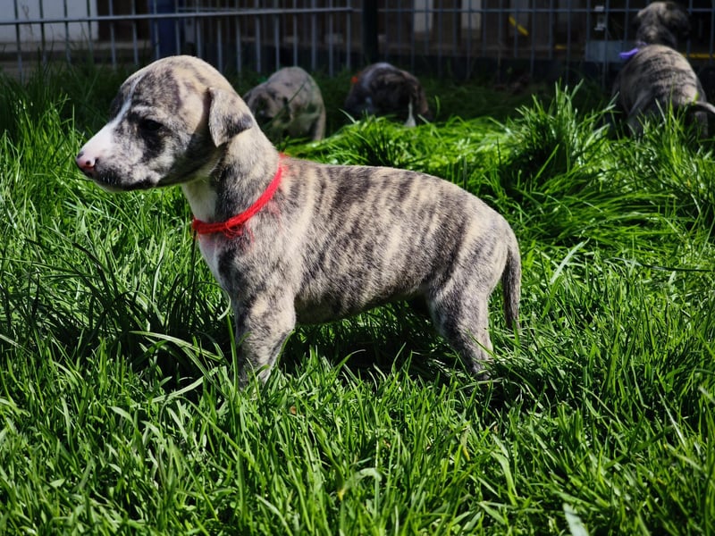 Whippet Welpen aus liebevoller Hobby-Zucht