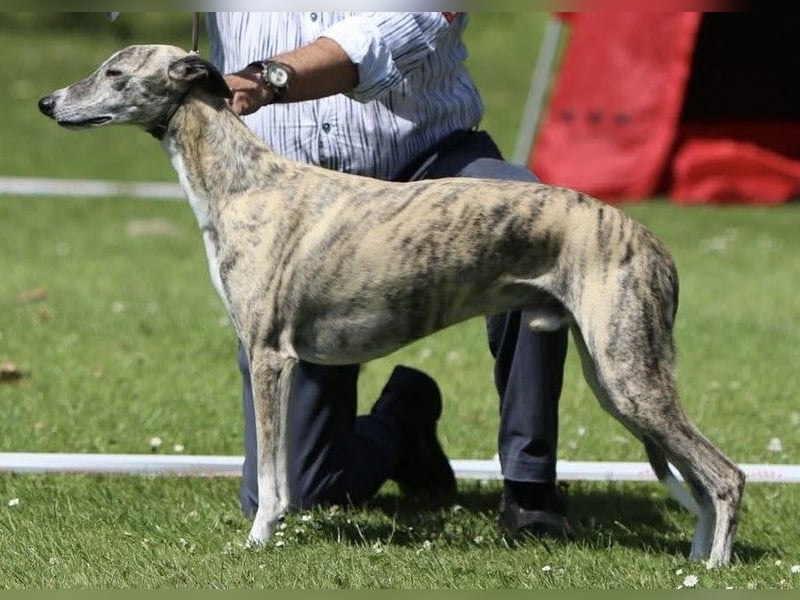 Whippet Welpen aus liebevoller Hobby-Zucht