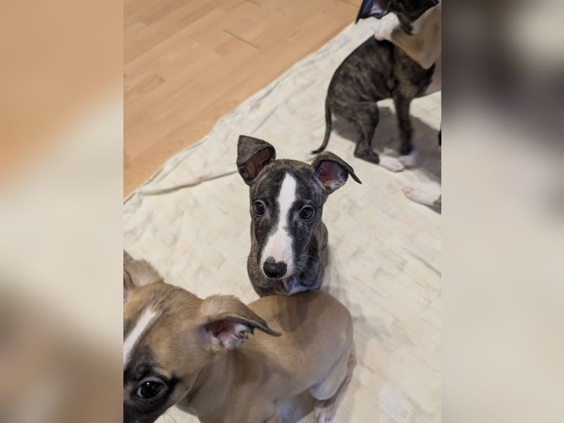 Muntere Whippetwelpen suchen sportlichen Sofaplatz!