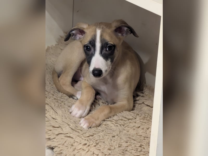 Muntere Whippetwelpen suchen sportlichen Sofaplatz!