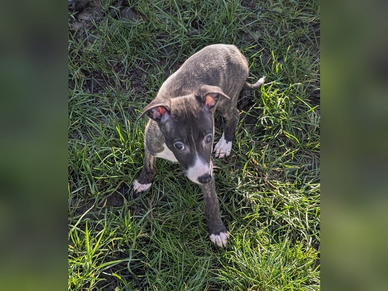 Muntere Whippetwelpen suchen sportlichen Sofaplatz!