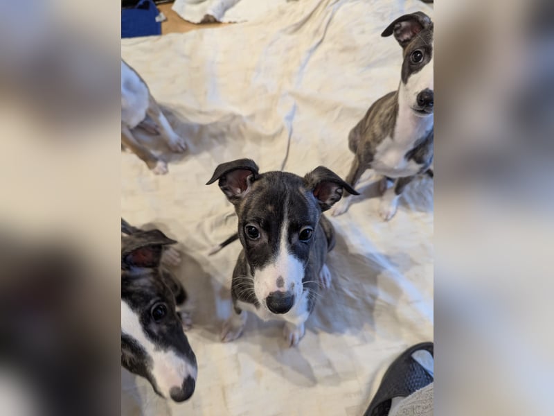 Muntere Whippetwelpen suchen sportlichen Sofaplatz!