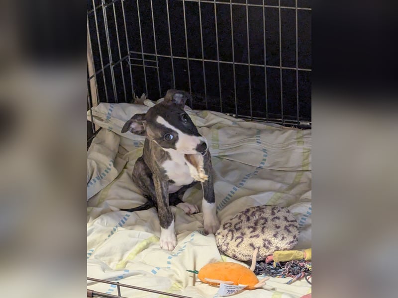 Muntere Whippetwelpen suchen sportlichen Sofaplatz!