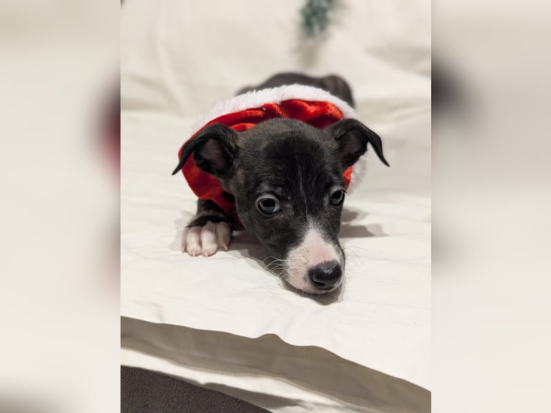 Muntere Whippetwelpen suchen sportlichen Sofaplatz!