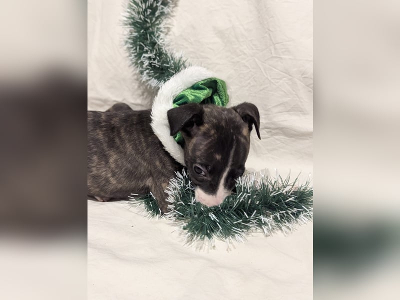 Muntere Whippetwelpen suchen sportlichen Sofaplatz!