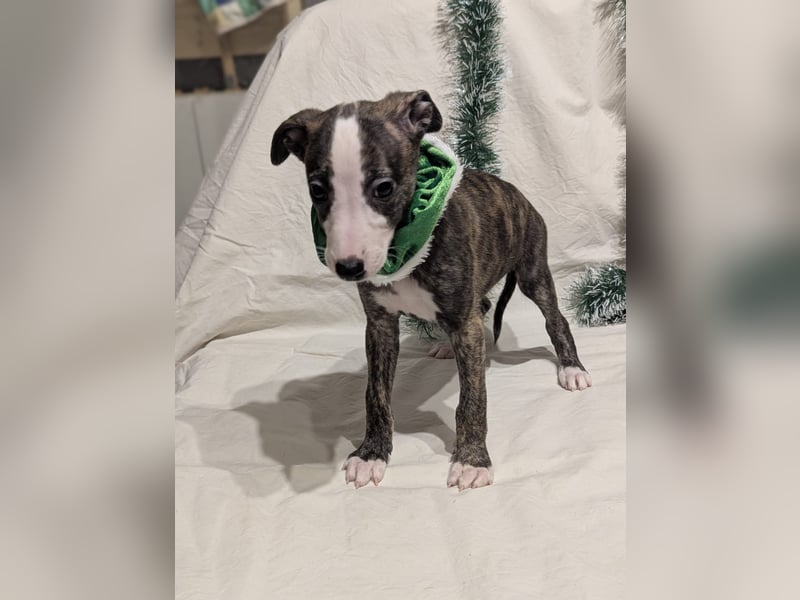 Muntere Whippetwelpen suchen sportlichen Sofaplatz!