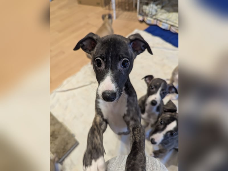 Muntere Whippetwelpen suchen sportlichen Sofaplatz!