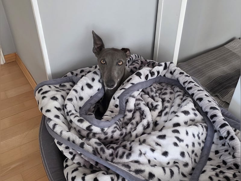 Zauberhafter Whippet Rüde sucht liebevolles Zuhause