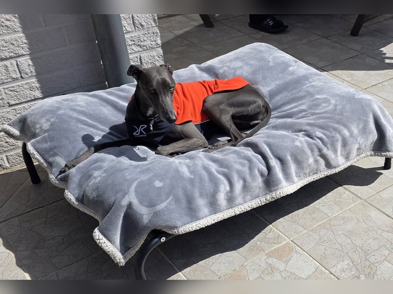 Zauberhafter Whippet Rüde sucht liebevolles Zuhause