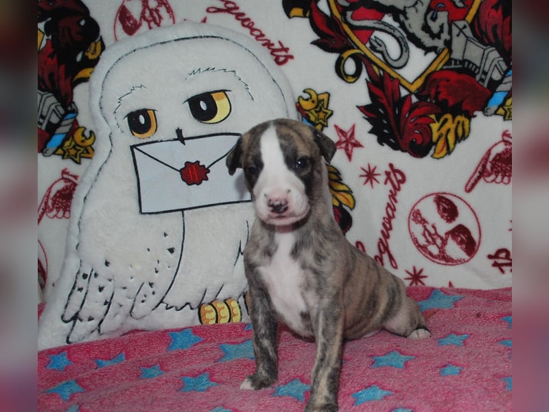 Bildschöne Whippetwelpen 2 Rüden und 1 Hündin 