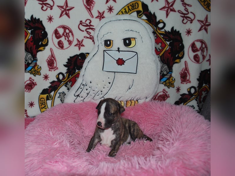 Bildschöne Whippetwelpen 2 Rüden und 1 Hündin 