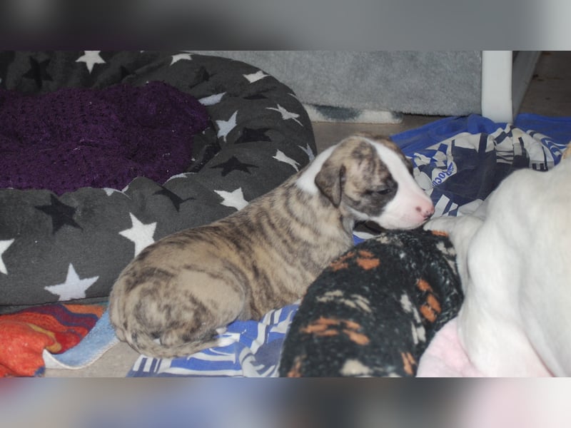 Bildschöne Whippetwelpen 2 Rüden und 1 Hündin 