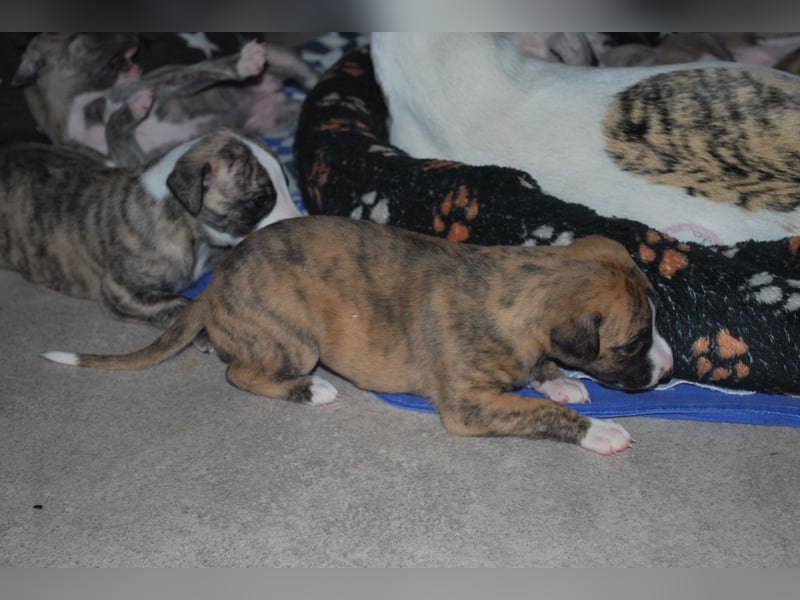 Bildschöne Whippetwelpen 2 Rüden und 1 Hündin 