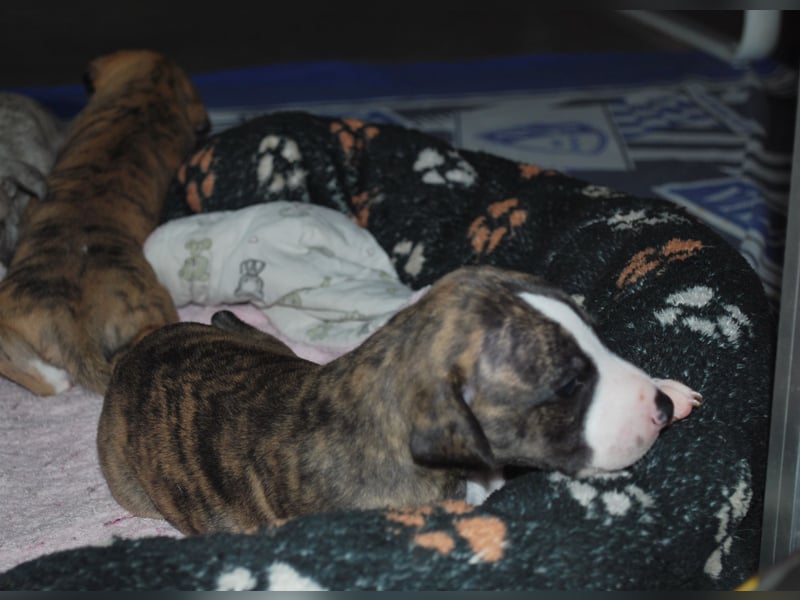 Bildschöne Whippetwelpen 2 Rüden und 1 Hündin 