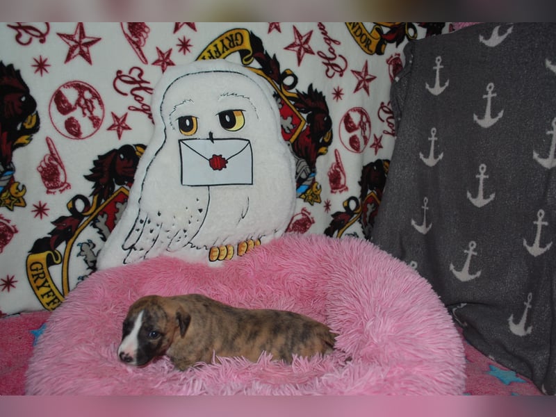 Bildschöne Whippetwelpen 2 Rüden und 1 Hündin 