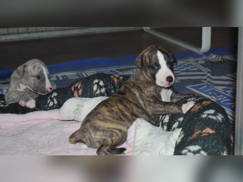 Bildschöne Whippetwelpen 2 Rüden und 1 Hündin 