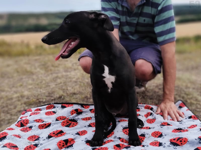 Whippet Welpen von den besten Rennlinien.