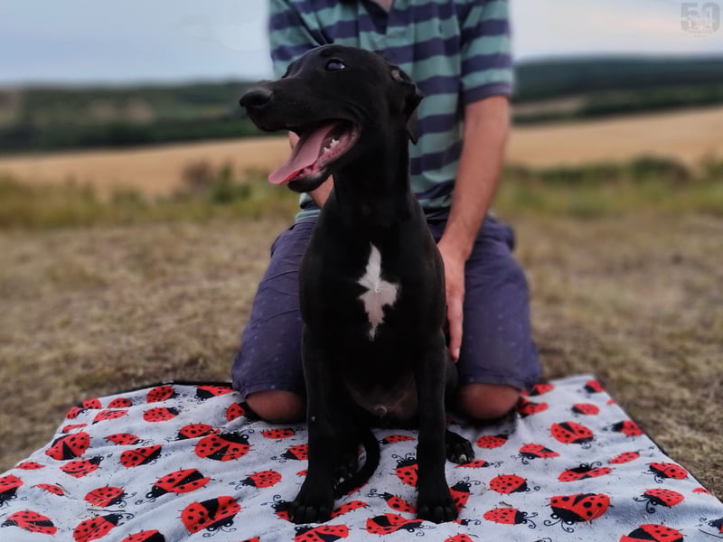 Whippet Welpen von den besten Rennlinien.