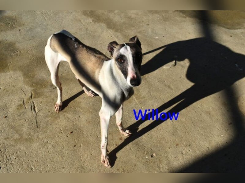 Willow geb. 03/2025 (ESP) - freundlicher, verspielter und sehr sozialer Whippet sucht ein Zuhause!
