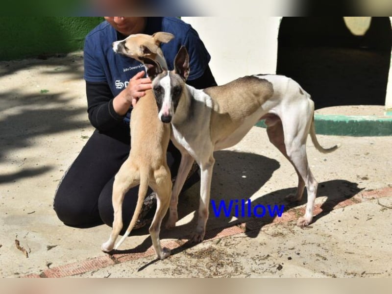 Willow geb. 03/2025 (ESP) - freundlicher, verspielter und sehr sozialer Whippet sucht ein Zuhause!