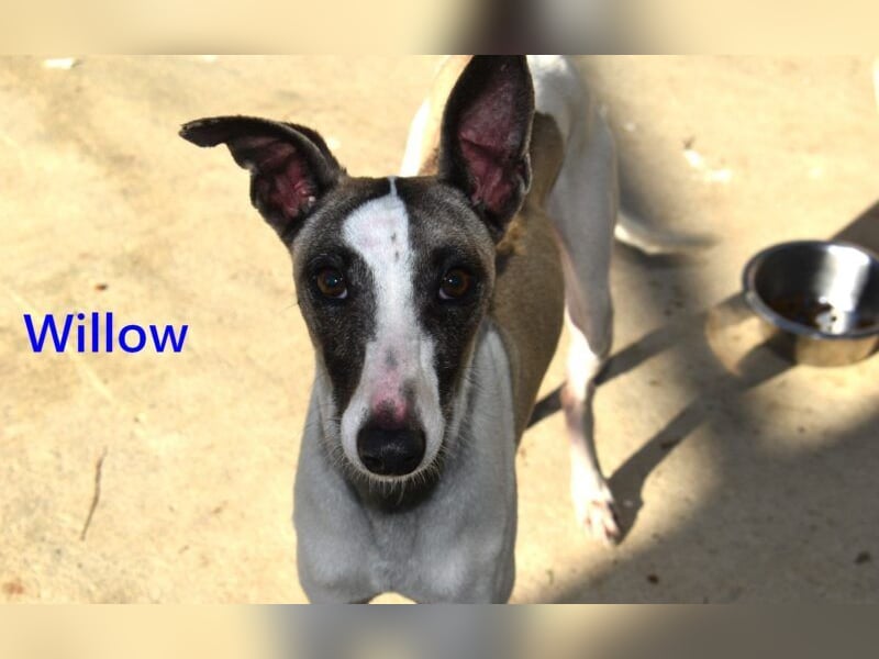 Willow geb. 03/2025 (ESP) - freundlicher, verspielter und sehr sozialer Whippet sucht ein Zuhause!