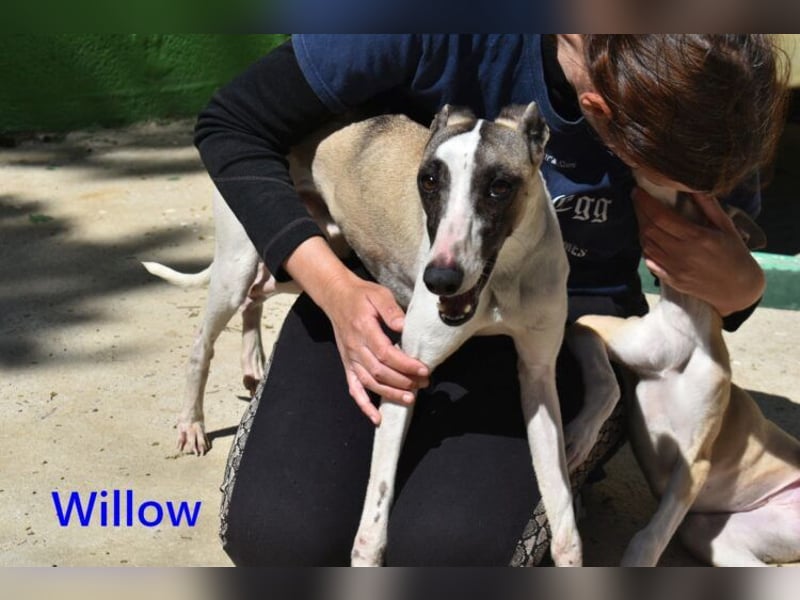 Willow geb. 03/2025 (ESP) - freundlicher, verspielter und sehr sozialer Whippet sucht ein Zuhause!