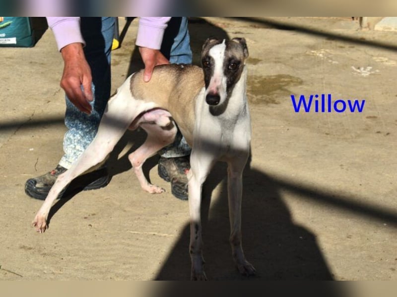 Willow geb. 03/2025 (ESP) - freundlicher, verspielter und sehr sozialer Whippet sucht ein Zuhause!
