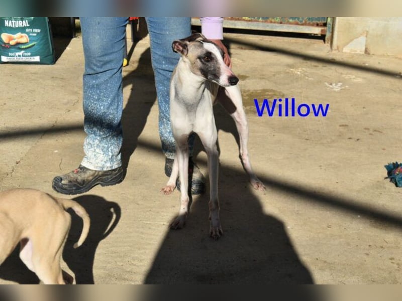 Willow geb. 03/2025 (ESP) - freundlicher, verspielter und sehr sozialer Whippet sucht ein Zuhause!